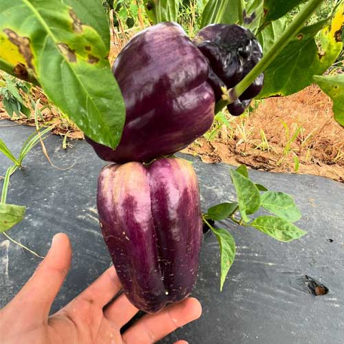 Capsicum Purple Bell Pepper Seeds