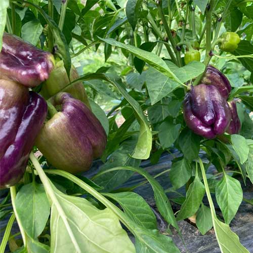 Capsicum Purple Bell Pepper Seeds