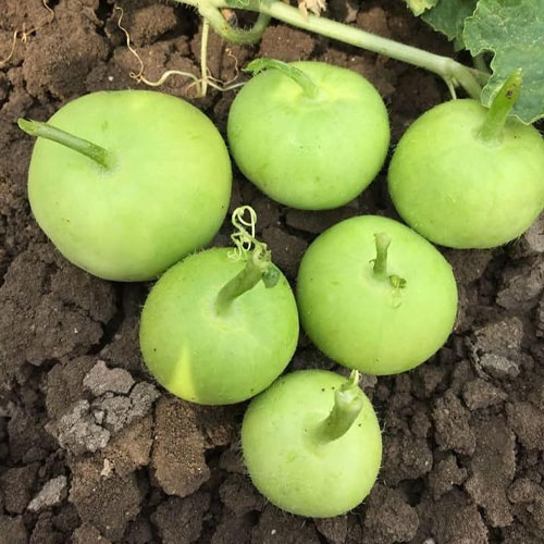 Tinda Apple Gourd Hybrid F1 Seeds