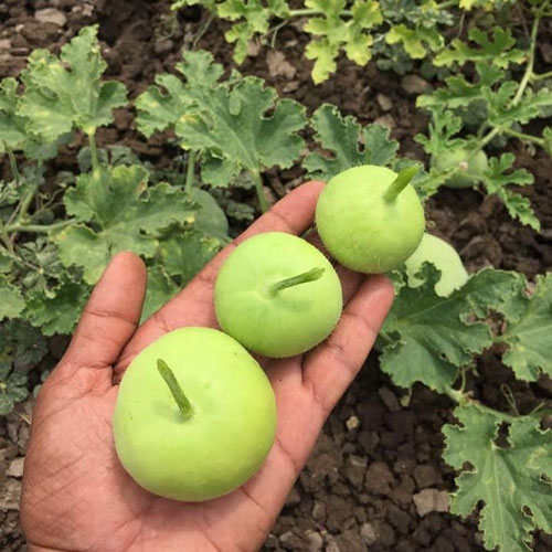 Tinda Apple Gourd Hybrid F1 Seeds