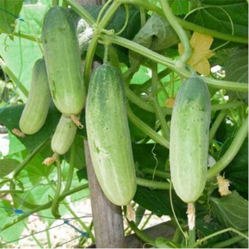 Cucumber Kheera Green Hybrid F1 Seeds