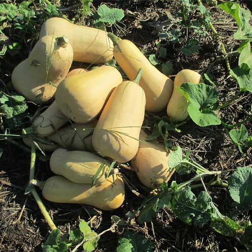 Butternut Squash Golden Hybrid F1 Seeds