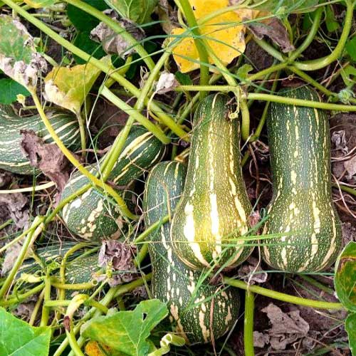 Butternut Squash Green Hybrid F1 Seeds