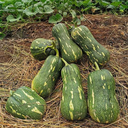 Butternut Squash Green Hybrid F1 Seeds