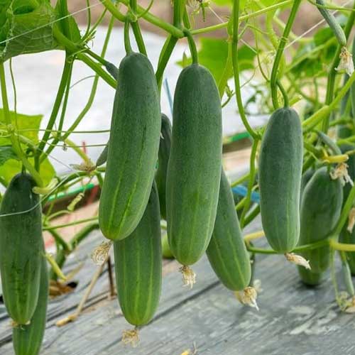 Cucumber Kheera Green Hybrid F1 Seeds