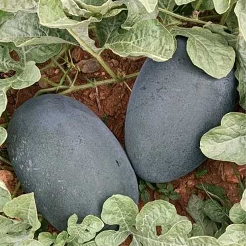 Watermelon Black Oblong Hybrid F1 Seeds