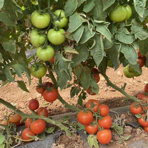 Tomato Red Round F1 Hybrid Seeds