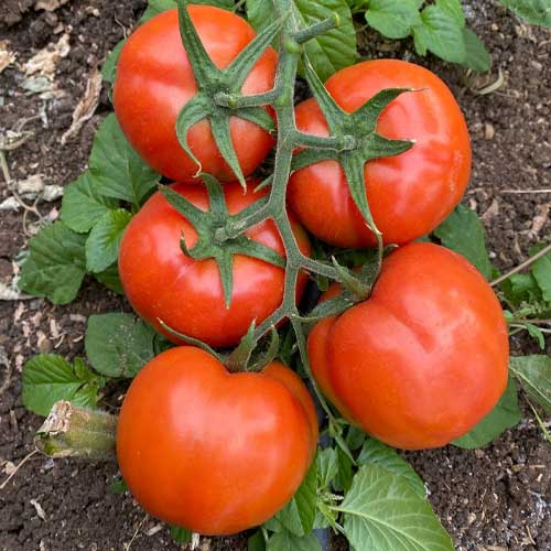 Tomato Red Round F1 Hybrid Seeds