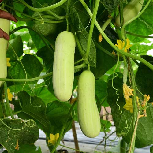 White Cucumber Hybrid F1 Seeds