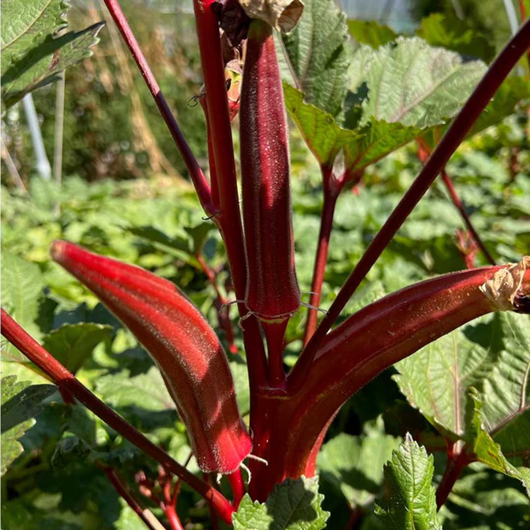 Red Ladies Finger Okra Hybrid F1 Seeds