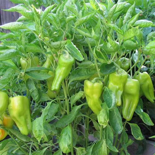 Cubanelle Pepper Chilli Imported Seeds