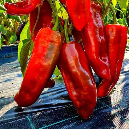 Pepper Red Sampurna Chilli Imported Seeds