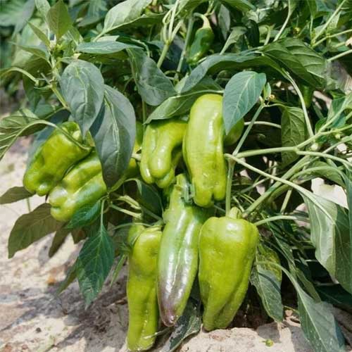 Cubanelle Pepper Chilli Imported Seeds