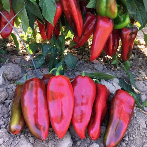 Pepper Red Sampurna Chilli Imported Seeds