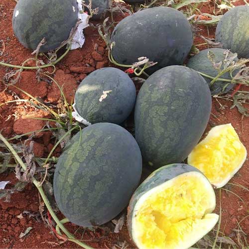 Watermelon Yellow Hybrid F1 Seeds