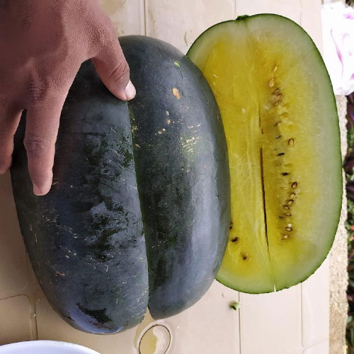 Watermelon Yellow Hybrid F1 Seeds