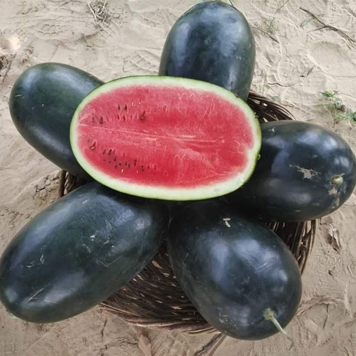 Watermelon Black Icebox F1 Hybrid Seeds