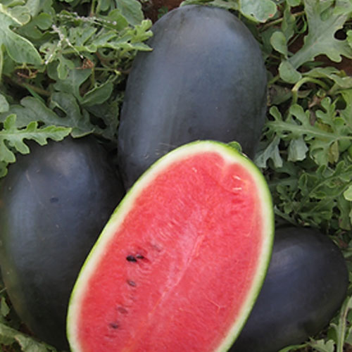 Watermelon Black Icebox F1 Hybrid Seeds