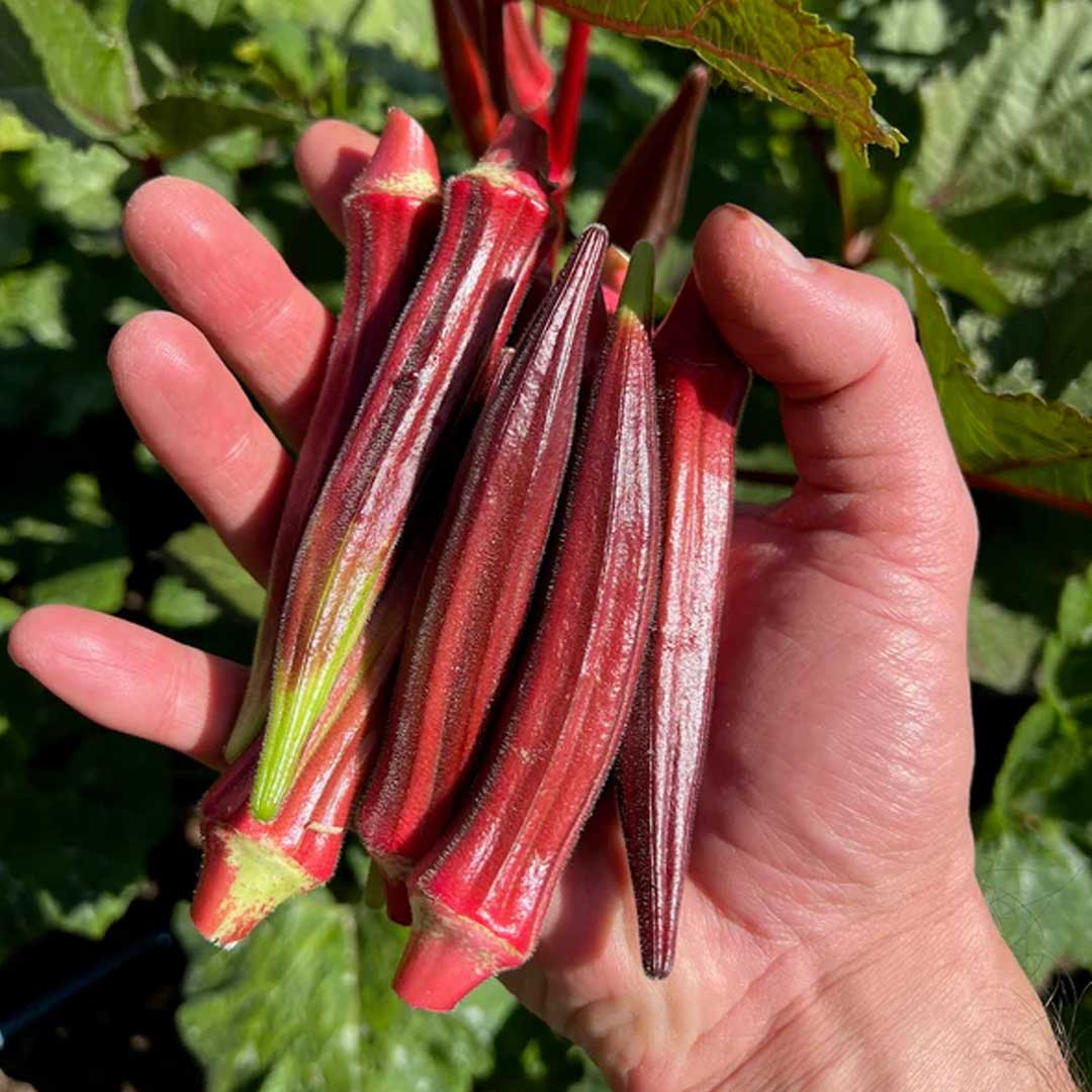 Red Ladies Finger Okra Hybrid F1 Seeds