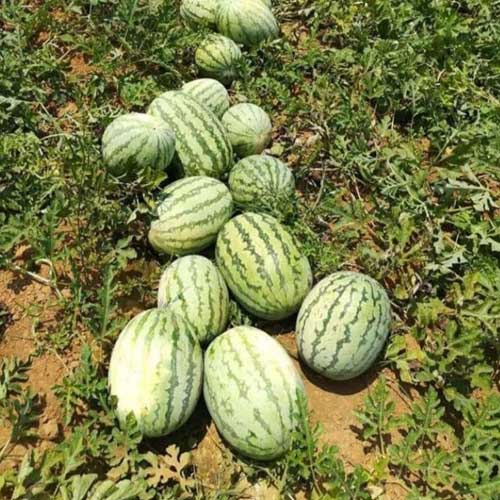 Watermelon Green Stripes F1 Hybrid Seeds