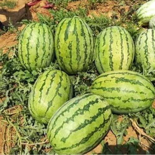 Watermelon Green Stripes F1 Hybrid Seeds