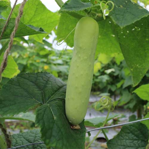 White Cucumber Hybrid F1 Seeds