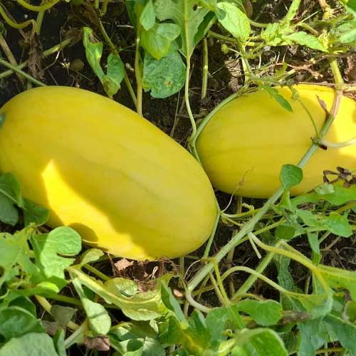 Watermelon Yellow Skin Hybrid F1 Seeds