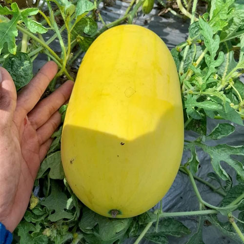 Watermelon Yellow Skin Hybrid F1 Seeds