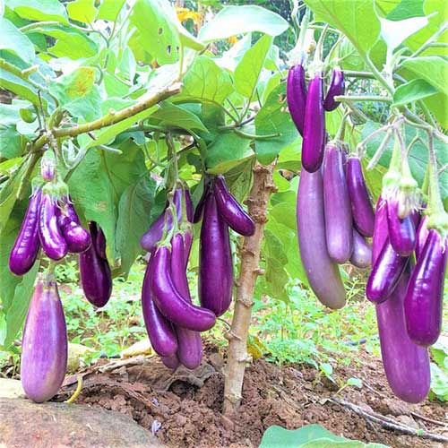 Brinjal Pink Gulabi Long Hybrid F1 Seeds