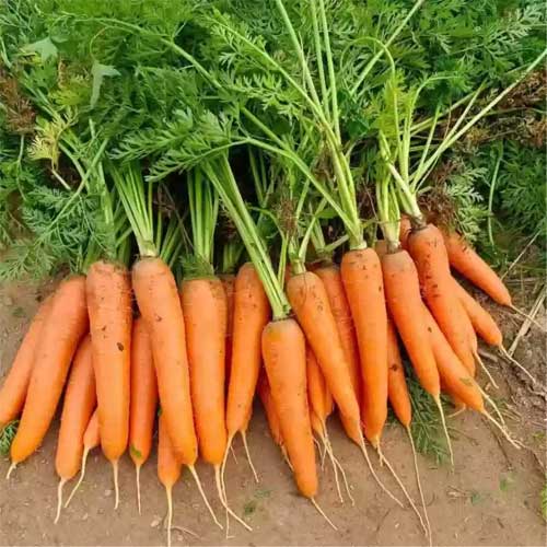 Carrot Orange Long Hybrid F1 Seeds