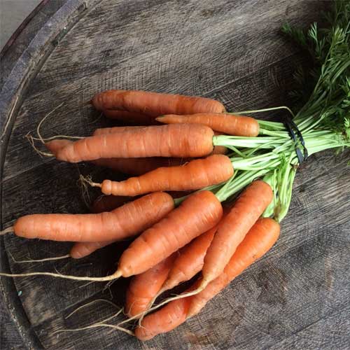 Carrot Orange Long Hybrid F1 Seeds