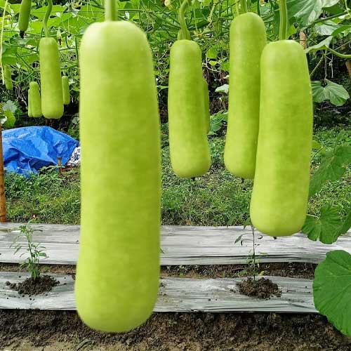 Bottle Gourd Short Hybrid F1 Seeds