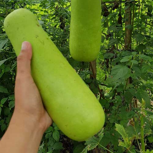 Bottle Gourd Short Hybrid F1 Seeds