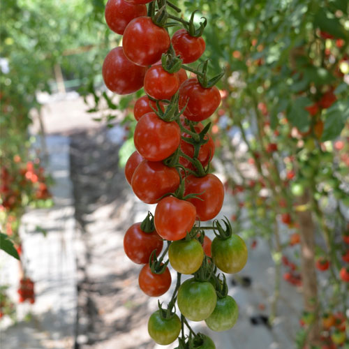 Red Cherry Tomato F1 Hybrid Seeds