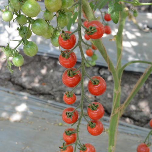 Red Cherry Tomato F1 Hybrid Seeds