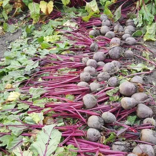 Beetroot Red Queen F1 Hybrid Seeds