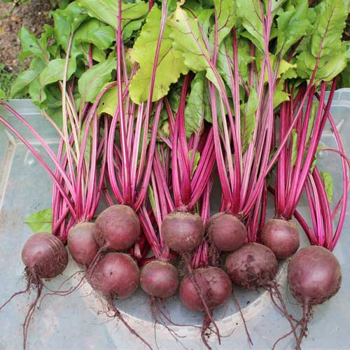 Beetroot Red Queen F1 Hybrid Seeds