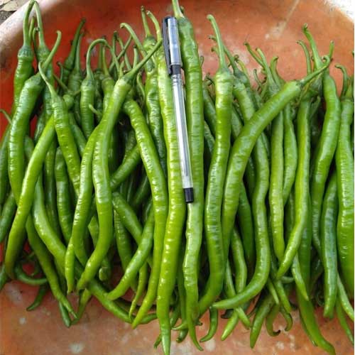 chilli Extra Long Hybrid F1 Seeds