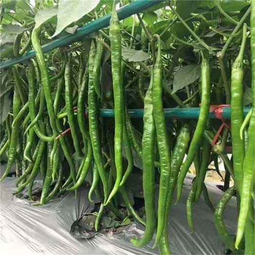 chilli Extra Long Hybrid F1 Seeds