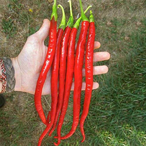 chilli Extra Long Hybrid F1 Seeds