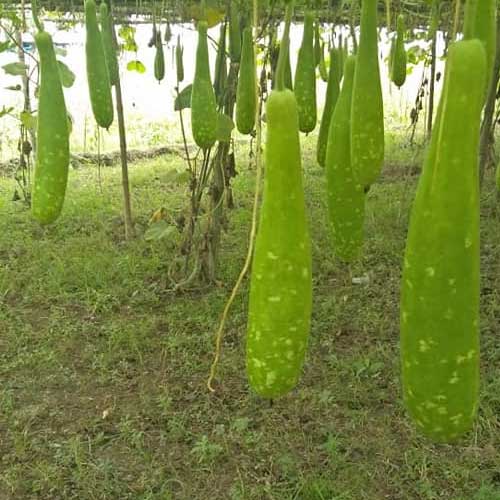 Bottle Gourd Long Green Spots F1 Hybrid Seeds