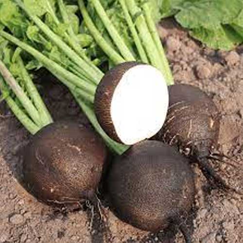 Black Round Radish Seeds