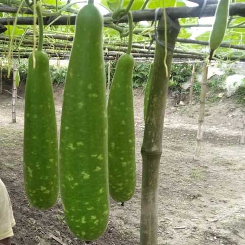 Bottle Gourd Long Green Spots F1 Hybrid Seeds