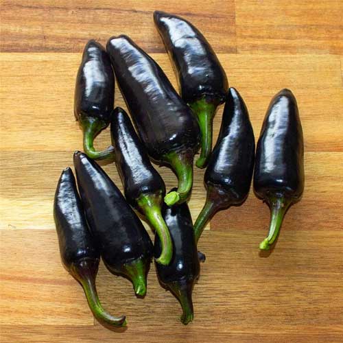 Chilli Black Bullet Open Pollinated Seeds