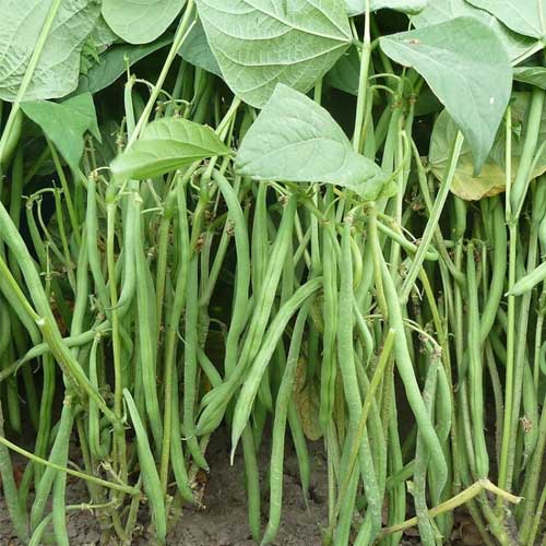 French Bush Beans Open Pollinated Seeds