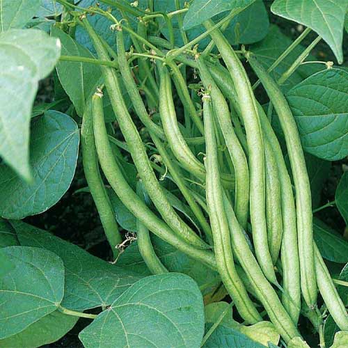 French Bush Beans Open Pollinated Seeds