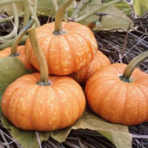 Pumpkin Orange Hybrid F1 Seeds