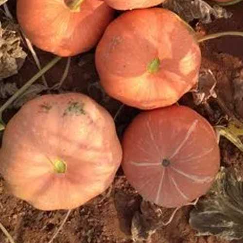 Pumpkin Orange Hybrid F1 Seeds