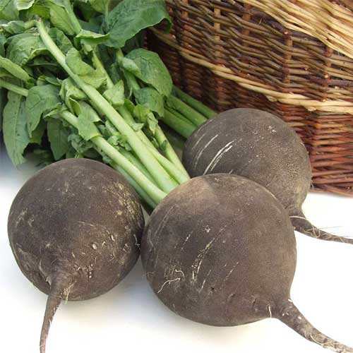 Black Round Radish Seeds