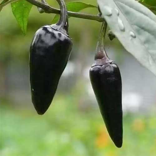 Chilli Black Bullet Open Pollinated Seeds